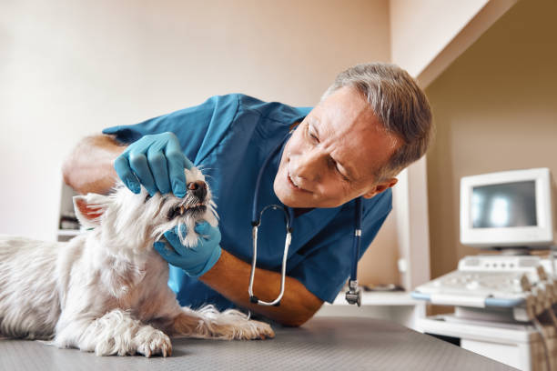 Best Emergency X-Rays and Diagnostics in Flemington, NJ